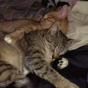 Meet your Posher, Samantha